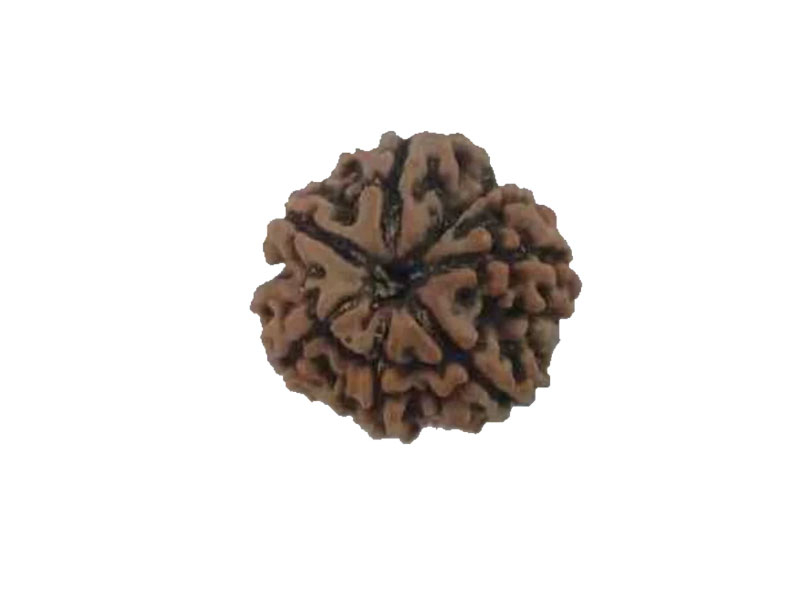 Natural 7 Mukhi Rudraksha Real Nepal 18.51 mm
