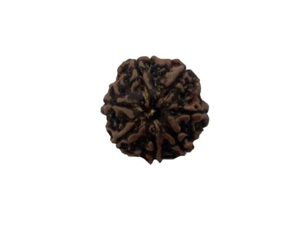Natural 7 Mukhi Rudraksha Real Nepal 19.26 mm With Lab Certificate