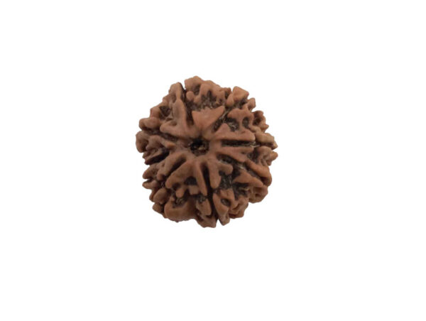 8 Mukhi Natural Nepal Rudraksha 27.80 mm ( Lab Certified )