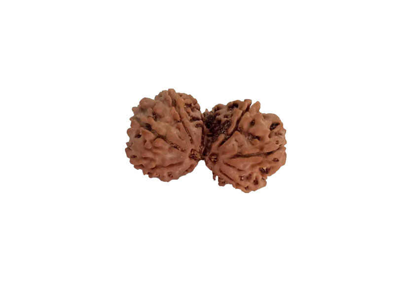 8 Mukhi Natural Nepal Gauri Shankar Rudraksha 30.41 mm ( Lab Certified )
