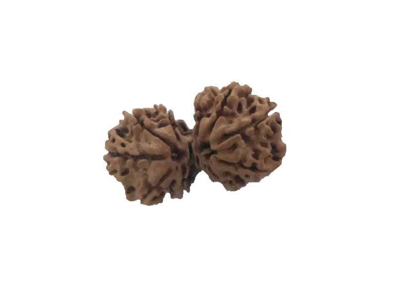 8 Mukhi Natural Nepal Gauri Shankar Rudraksha 33.15 mm ( Lab Certified )