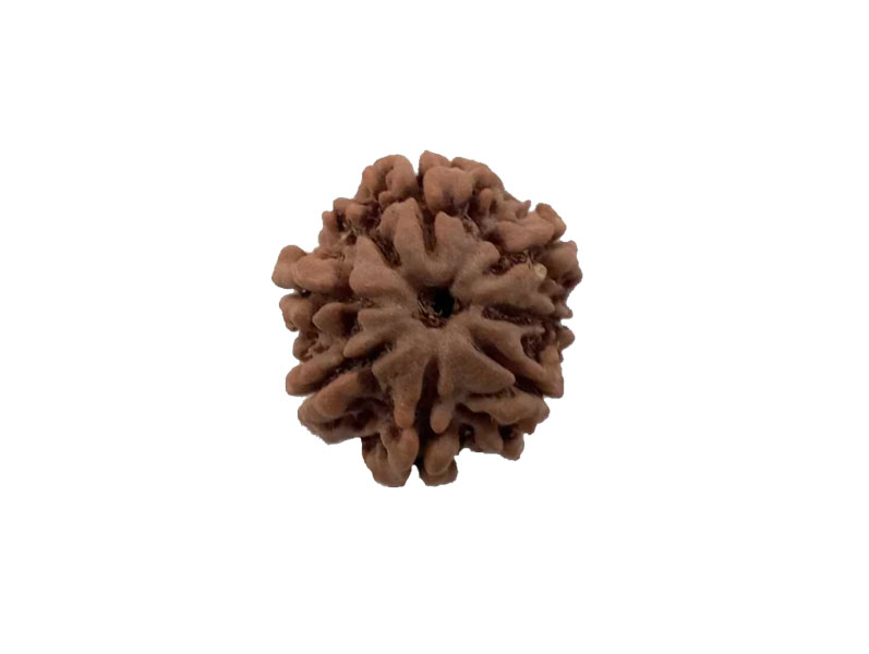8 Mukhi Natural Nepal Rudraksha 21.55 mm ( Lab Certified )