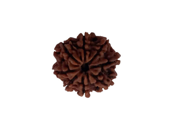 8 Mukhi Natural Nepal Rudraksha 21.99 mm ( Lab Certified )
