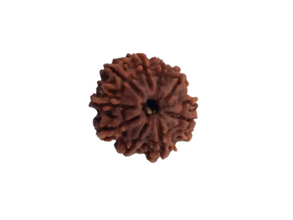 8 Mukhi Natural Nepal Rudraksha 23.00 mm ( Lab Certified )