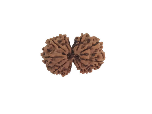 9 Mukhi Natural Nepal Gauri Shankar Rudraksha 29.79 mm ( Lab Certified )
