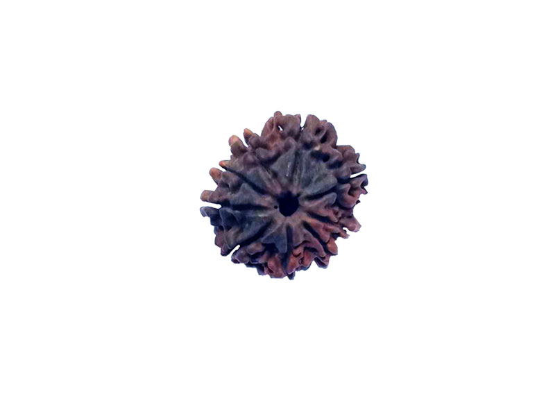 9 Mukhi Natural Nepal Rudraksha 24.79 mm ( Lab Certified)
