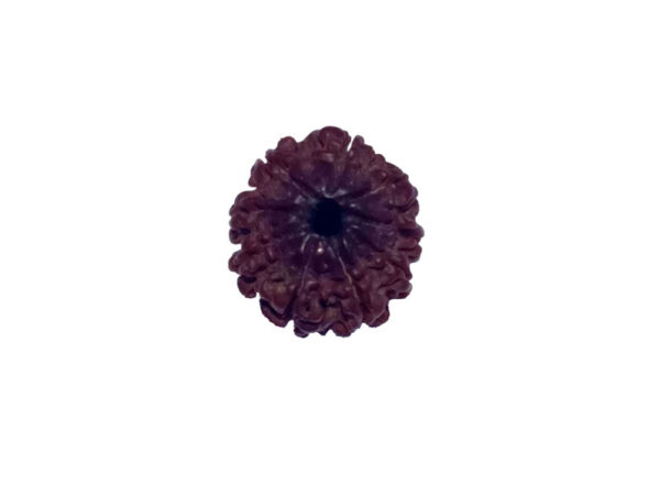 9 Mukhi Natural Nepal Rudraksha 20.58 mm ( Lab Certified)