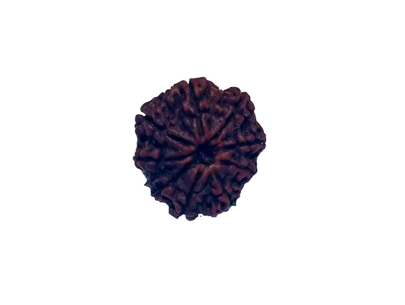 9 Mukhi Natural Nepal Rudraksha 21.52 mm ( Lab Certified )