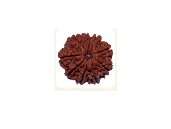 9 Mukhi Natural Nepal Rudraksha 23.02 mm ( Lab Certified )