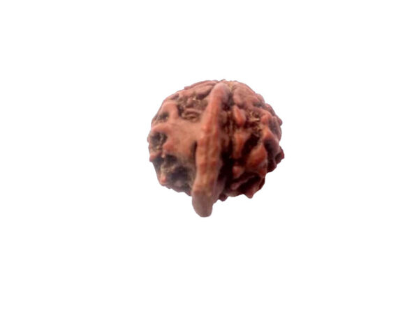 Natural GANESH Real Nepal Rudraksha Five Mukhi 15.19 mm ( Lab Certified )