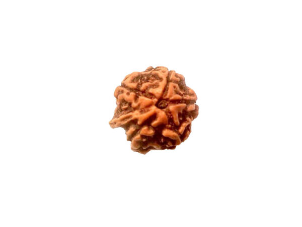 Natural GANESH Real Nepal Rudraksha Five Mukhi 15.43 mm ( Lab Certified )