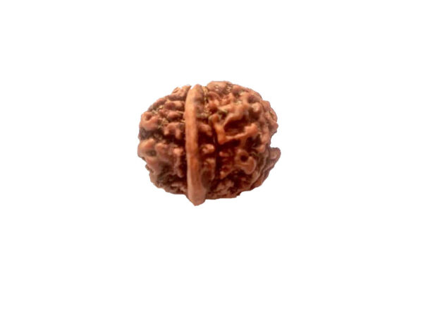 Natural GANESH Real Nepal Rudraksha Five Mukhi 15.64 mm ( Lab Certified )