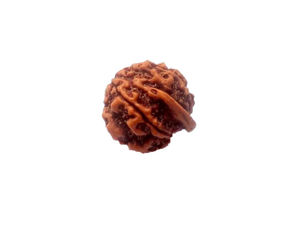 Natural GANESH Real Nepal Rudraksha Five Mukhi 16.92 mm ( Lab Certified )