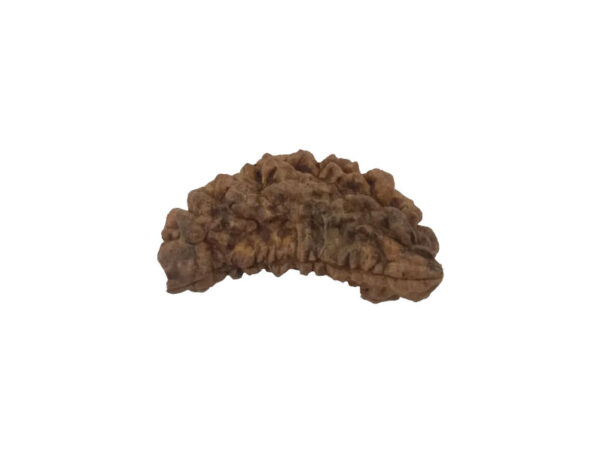 1 Mukhi Kaju ( Chandra ) Shape Rudraksha 34.51 mm ( Lab Certified )
