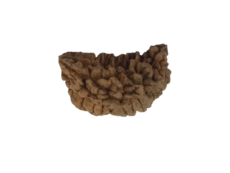 1 Mukhi Kaju ( Chandra ) Shape Rudraksha 30.67 mm ( Lab Certified )