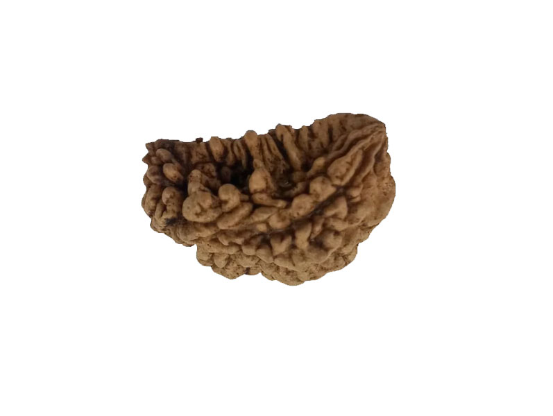 1 Mukhi Kaju ( Chandra ) Shape Rudraksha 30.81 mm ( Lab Certified )