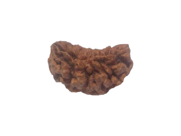 1 Mukhi Kaju ( Chandra ) Shape Rudraksha 31.37 mm ( Lab Certified )