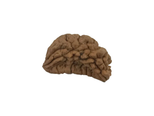 1 Mukhi Kaju ( Chandra ) Shape Rudraksha 31.37 mm ( Lab Certified )