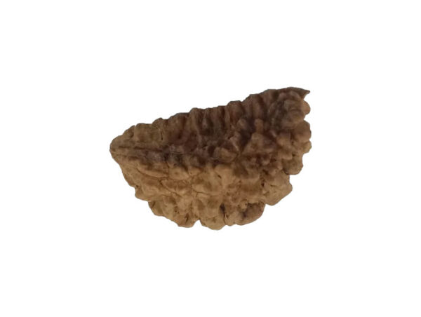 1 Mukhi Kaju ( Chandra ) Shape Rudraksha 32.82 mm ( Lab Certified )
