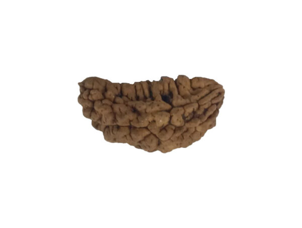 1 Mukhi Kaju ( Chandra ) Shape Rudraksha 34.14 mm ( Lab Certified )