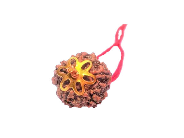 5 Mukhi Natural Nepal Rudraksha with Brass Clips and Thread 19.90 mm ( Lab Certified )