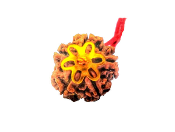 5 Mukhi Natural Nepal Rudraksha with Brass Clips and Thread 20.32 mm ( Lab Certified )