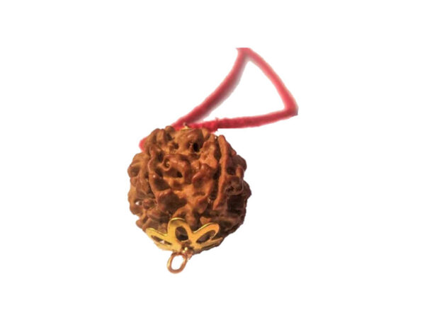 5 Mukhi Natural Nepal Rudraksha with Brass Clips and Thread 20.45 mm ( Lab Certified )