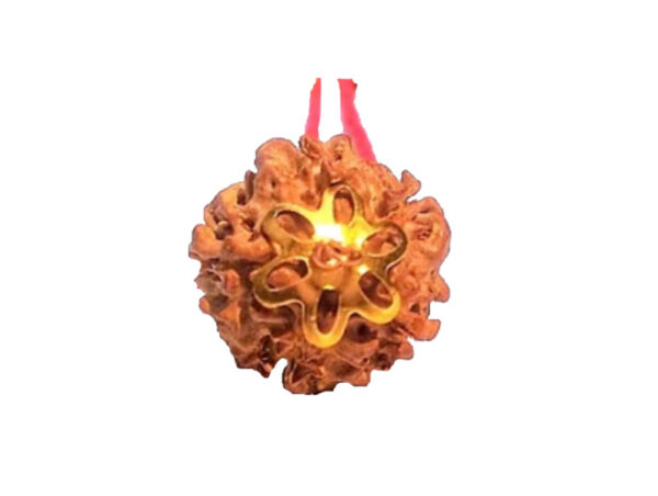 5 Mukhi Natural Nepal Rudraksha with Brass Clips and Thread 20.63 mm ( Lab Certified )