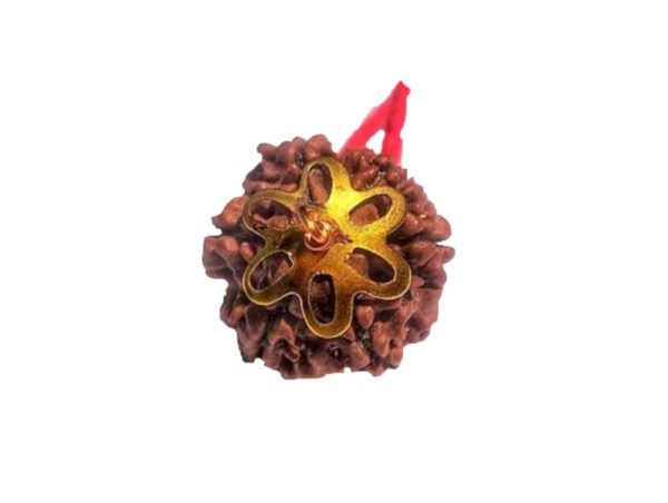 6 Mukhi Natural Nepal Rudraksha with Brass Clips and Thread 17.50 mm ( Lab Certified )