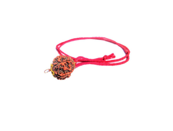 6 Mukhi Natural Nepal Rudraksha with Brass Clips and Thread 18.15 mm ( Lab Certified )