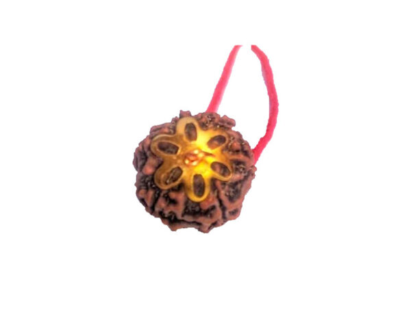 6 Mukhi Natural Nepal Rudraksha with Brass Clips and Thread 18.41 mm ( Lab Certified )
