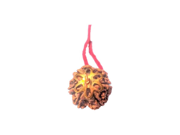 6 Mukhi Natural Nepal Rudraksha with Brass Clips and Thread 18.61 mm ( Lab Certified )