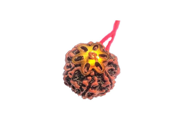 6 Mukhi Natural Nepal Rudraksha with Brass Clips and Thread 19.64 mm ( Lab Certified )