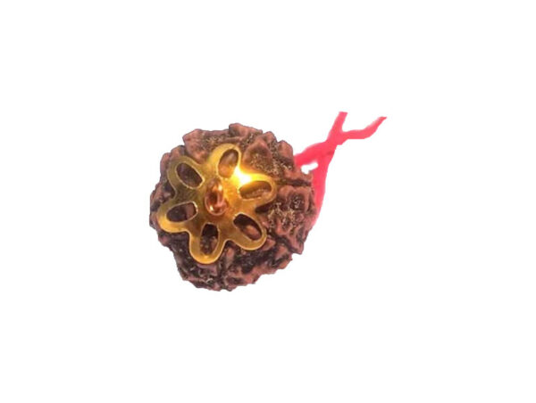 6 Mukhi Natural Nepal Rudraksha with Brass Clips and Thread 17.38 mm ( Lab Certified )