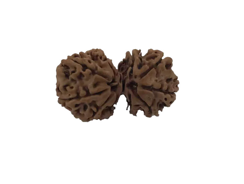 10 Mukhi Natural Nepal Gauri Shankar Rudraksha 33.00 mm ( Lab Certified )