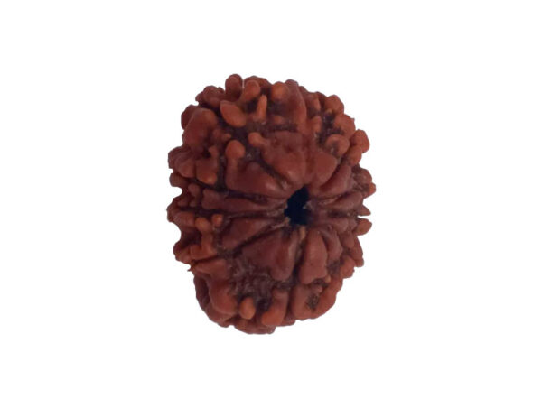 10 Mukhi Natural Nepal Rudraksha 22.05 mm ( Lab Certified )