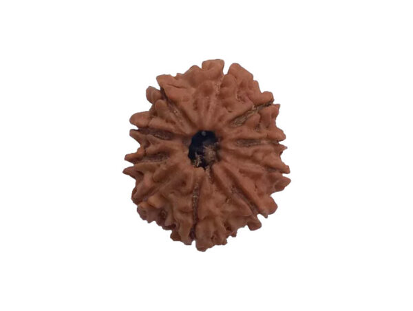10 Mukhi Natural Nepal Rudraksha 23.62 mm ( Lab Certified )